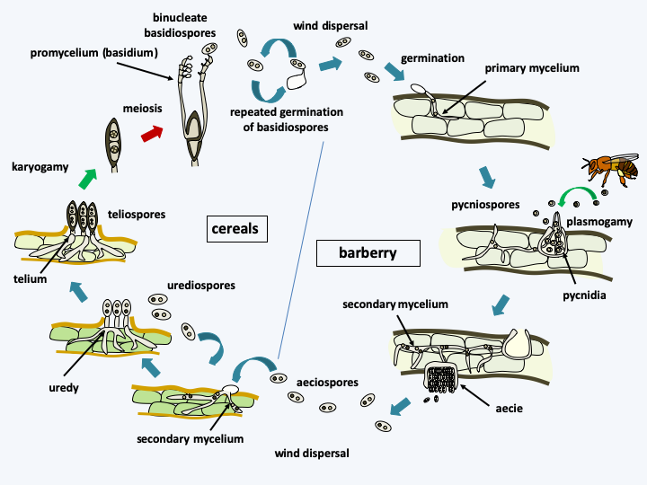 Figure 169.puccinia