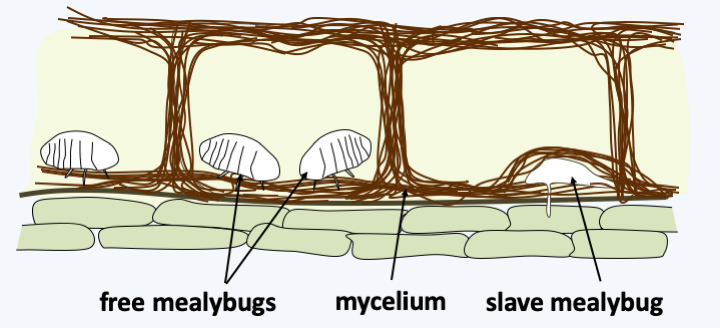 Figure 170.bugs