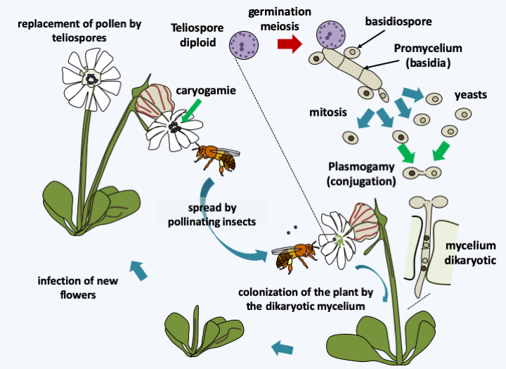 Figure 171.microbotryum-cycle