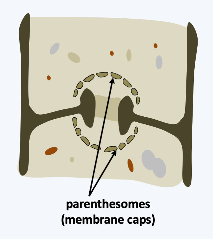 Figure 176.parenthesomes