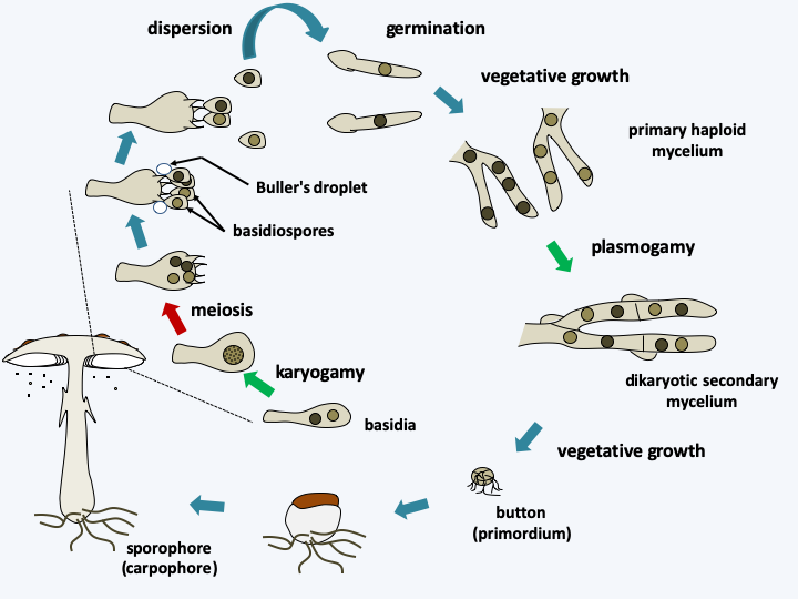 Figure 177.agarico-cycle