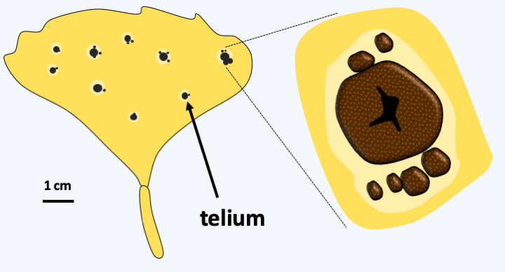 Figure 178.telium