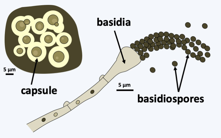 Figure 180.basidia