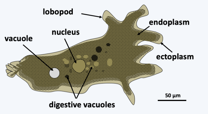 Amoebozoa | Microbial Eukaryotes