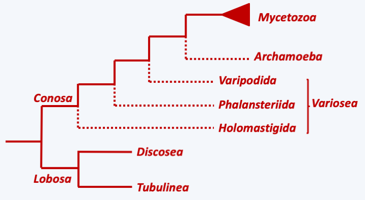 Figure 185.amoeba-phylo