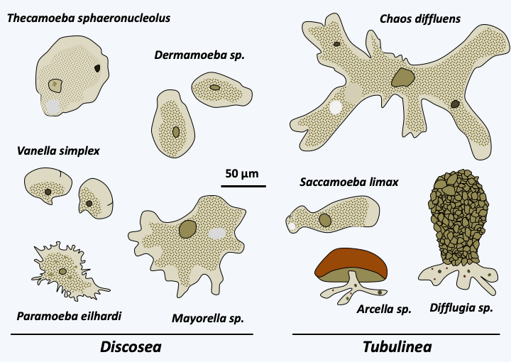 Figure 186.lobosa