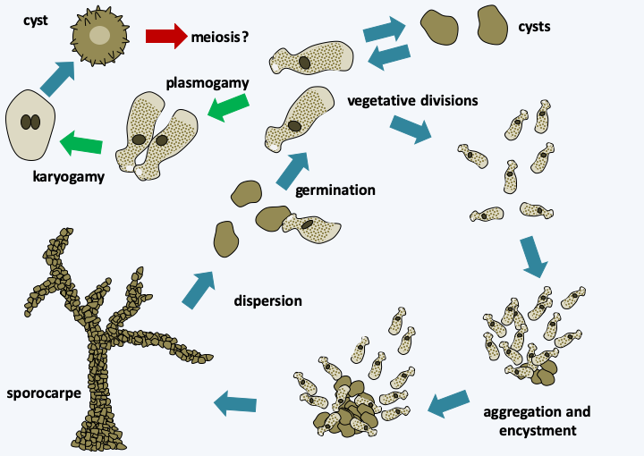 Figure 187.copromyxa