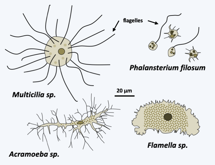 Figure 188.variosea