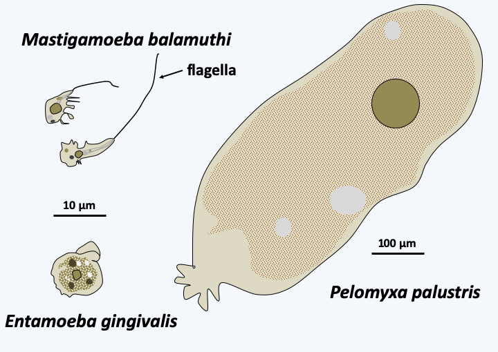 Figure 189.archameoba