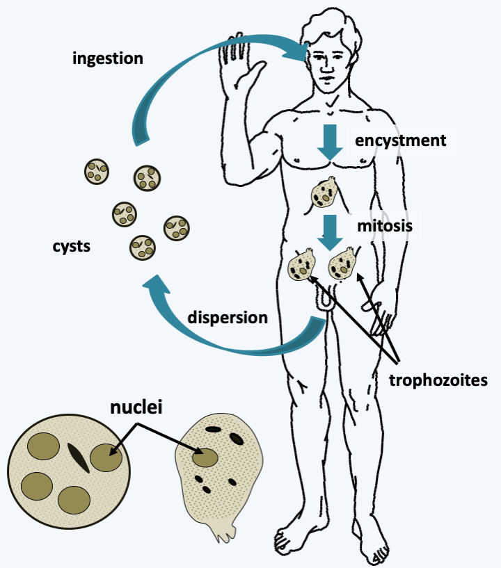 Figure 190.entamoeba