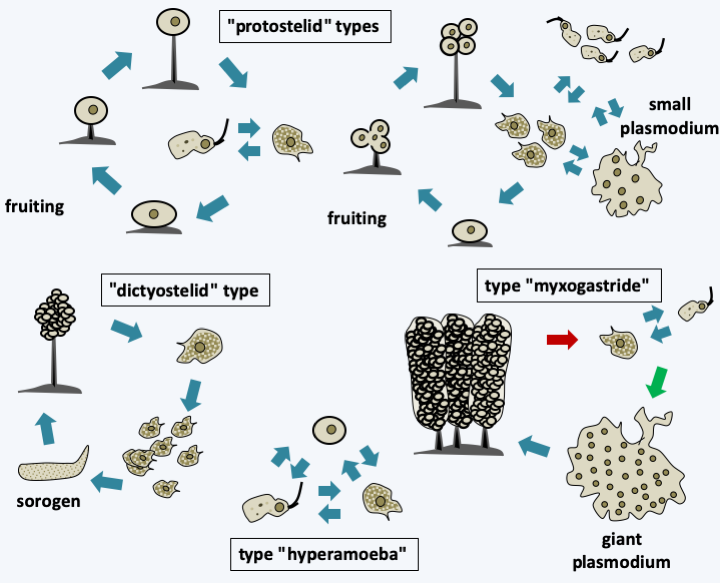 Amoebozoa Microbial Eukaryotes Amoebozoa Microbial Eukaryotes