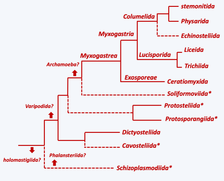 Figure 192.phylo-mycetozoa