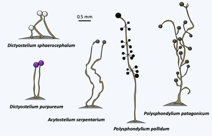 Figure 193.dicty