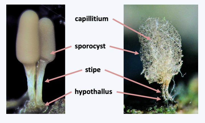 Figure 196.myxo-mushroom