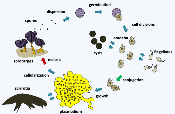 Figure 197.physarum