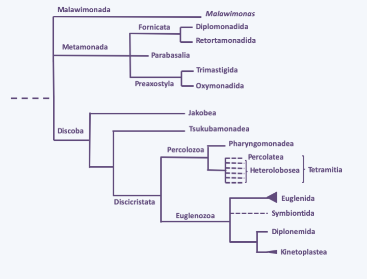 Figure 198.excavate-phylo