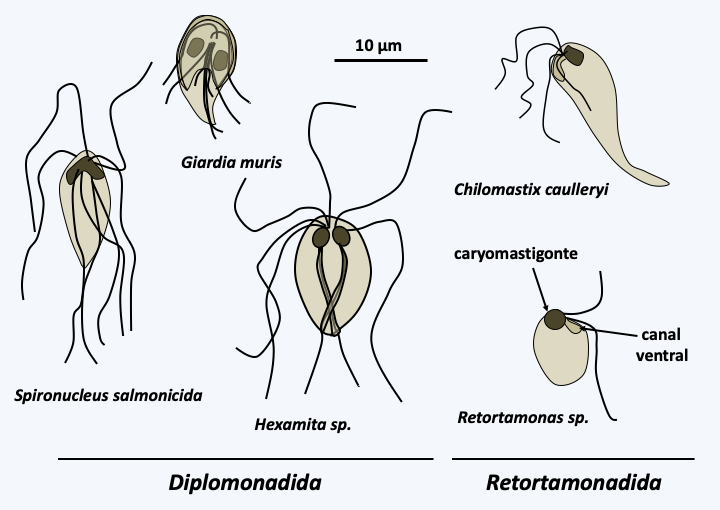 Figure 199.fornicates