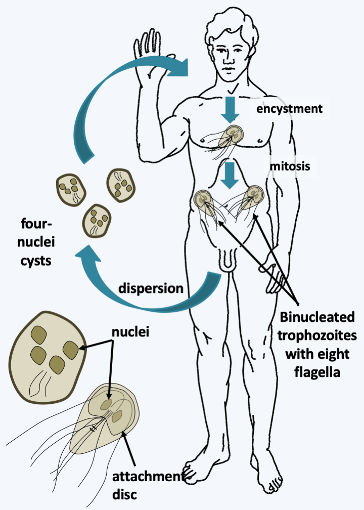 Figure 200.giardia