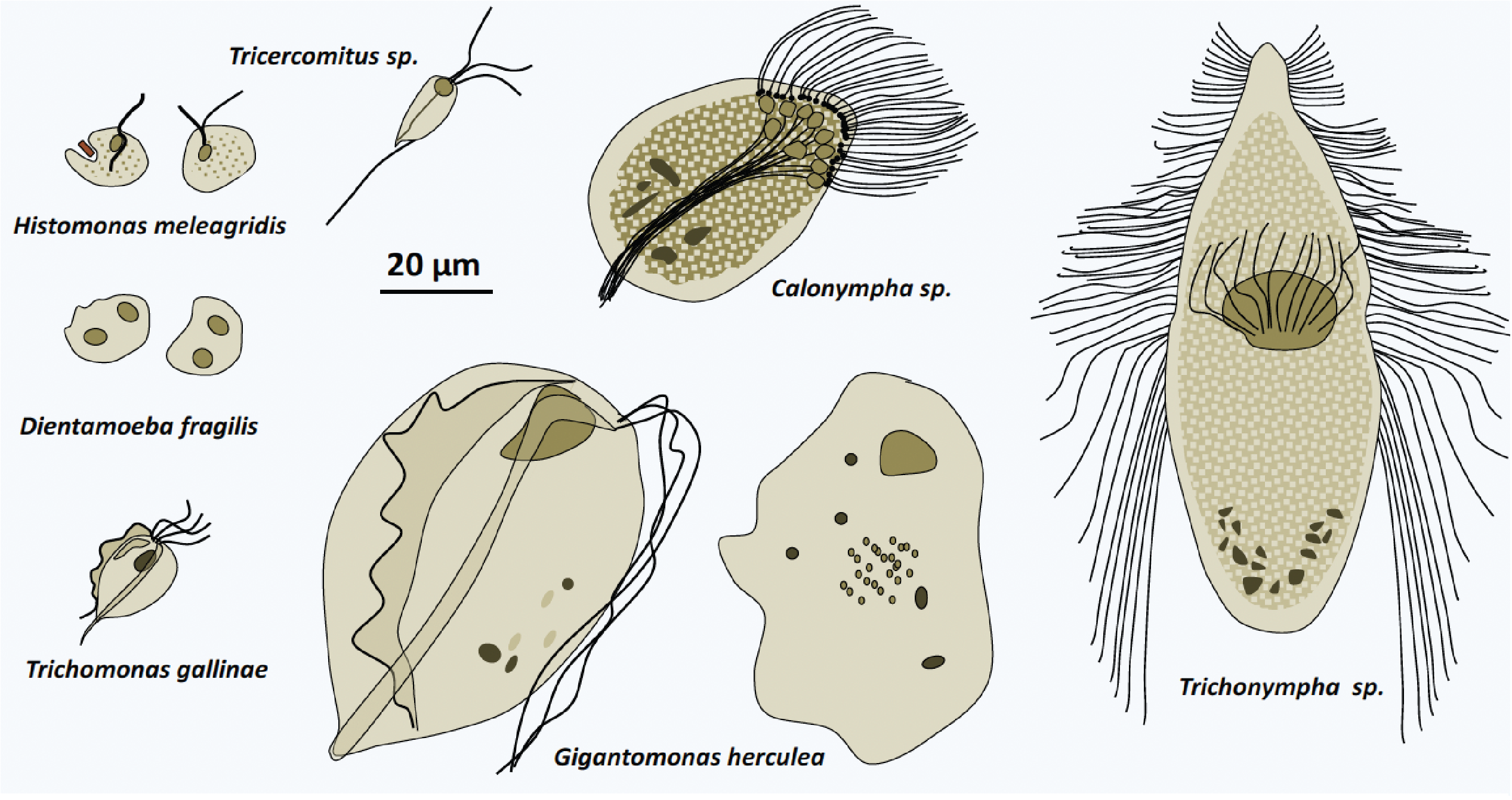 Figure 201.parabasalid