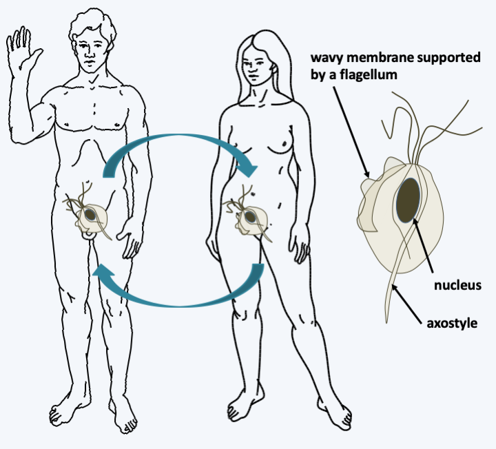 Figure 202.trichomonas