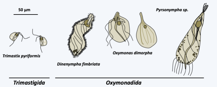 Figure 203.preaxostyla