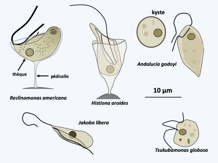 Figure 204.jakobid