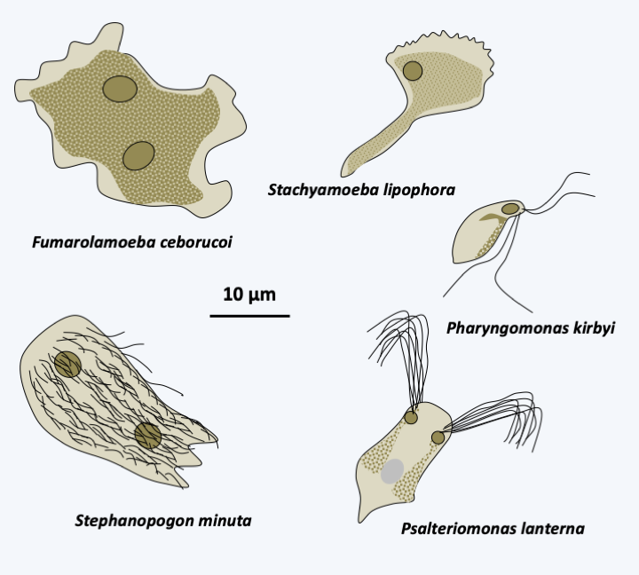 Figure 205.percolozoa