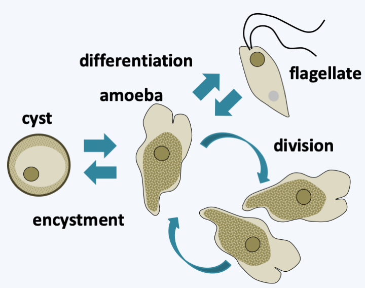 Figure 206.naeglaria