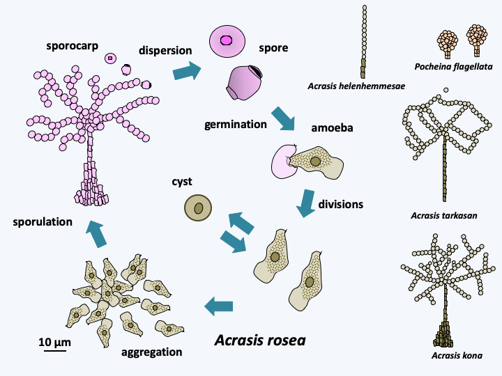 Figure 207.acrasis