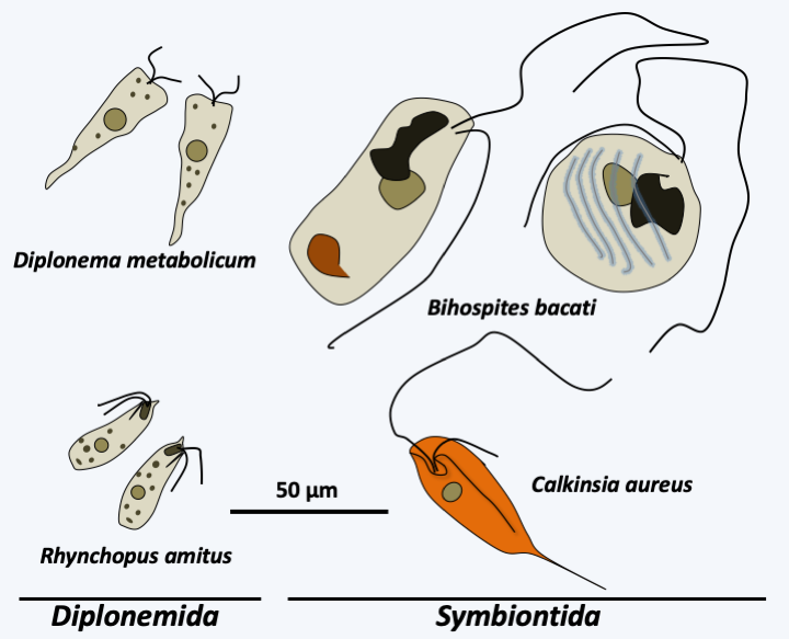 Figure 208.diplonemid