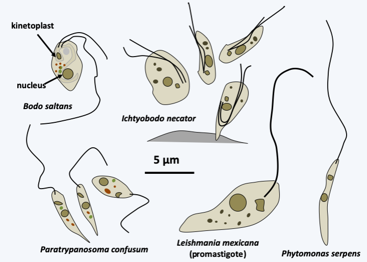 Figure 209.kinetoplast