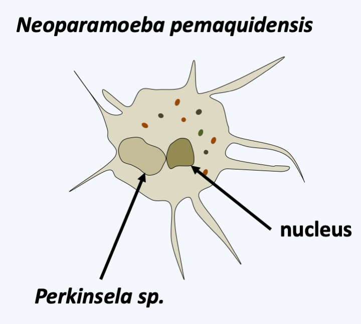 Figure 210.perkinsela