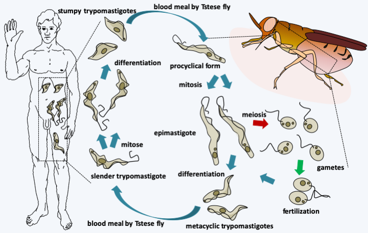 Figure 211.trypanosoma