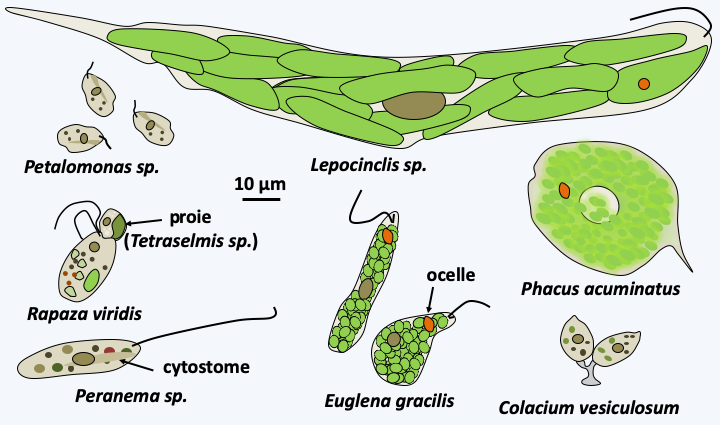 Figure 212.euglena