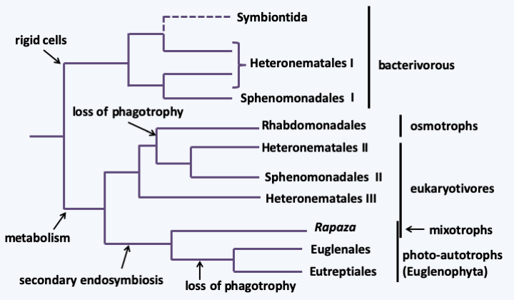 Figure 214.phylo-euglena