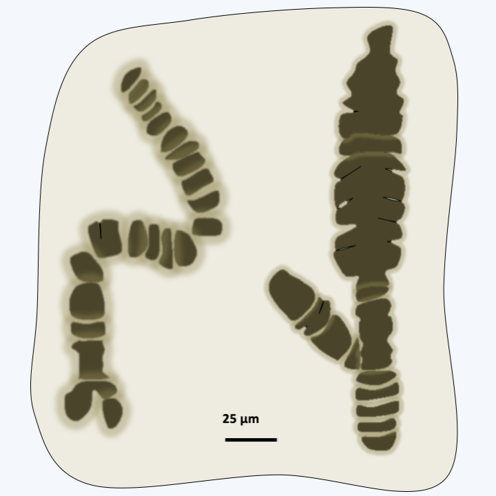 Figure 216.fossils