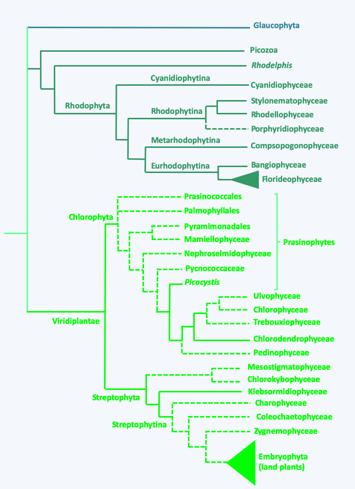 Figure 217.phylo-archae