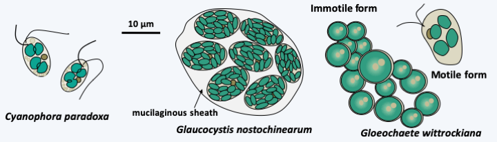 Figure 218.glauco