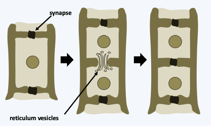 Figure 219.synapse