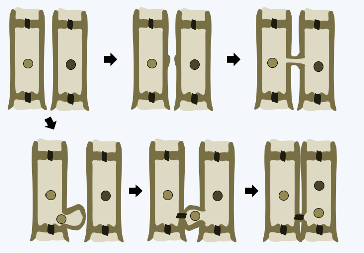 Figure 220.fusion