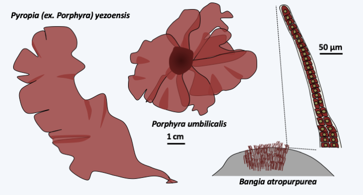 Figure 224.bangio