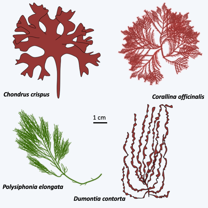 Figure 226.florideo