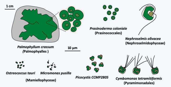 Figure 229.prasino