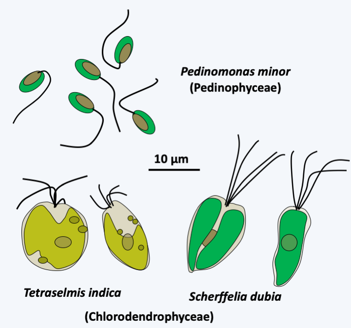 Figure 230.pedino