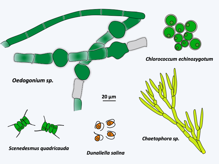 Figure 232.chlorophyceae