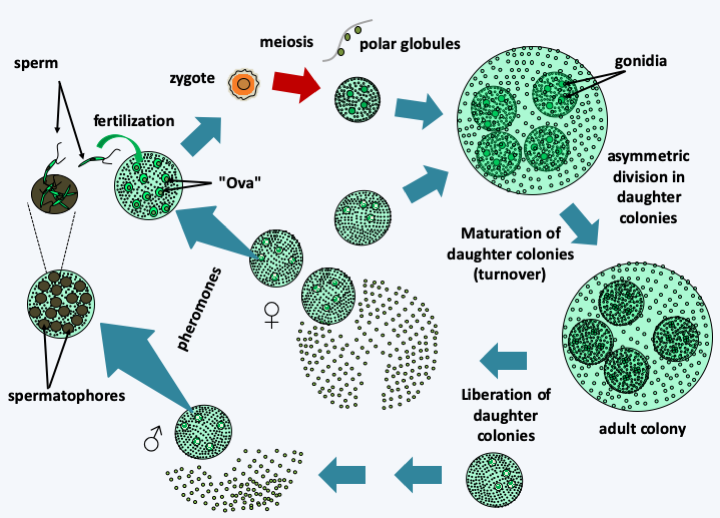 Figure 234.volvox