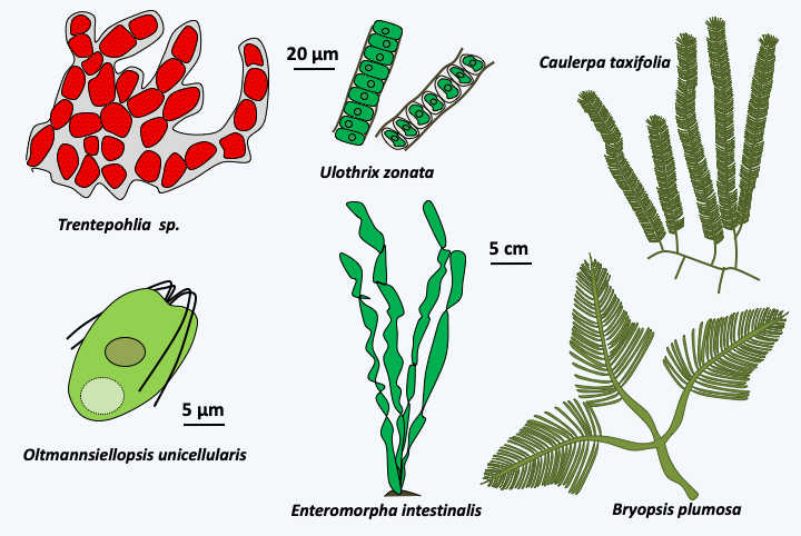 Figure 236.ulvo