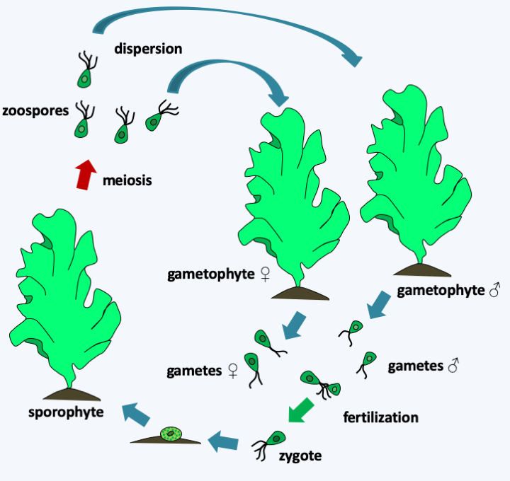 Figure 237.ulvo-cycle