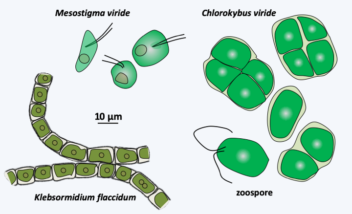 Figure 239.streptophyte