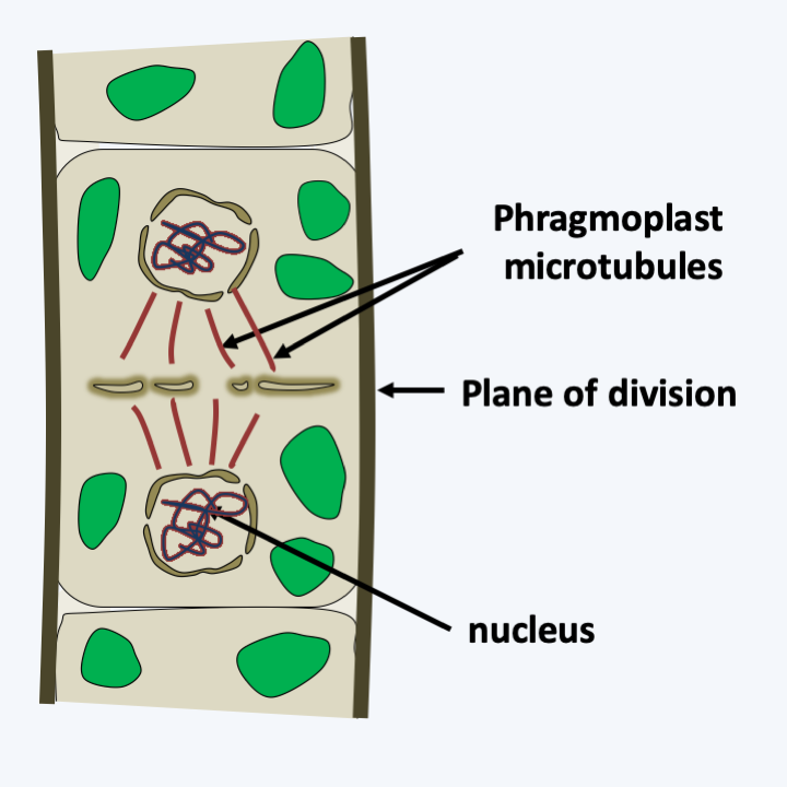 Figure 240.division-strepto